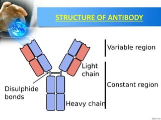 STRUCTURE OF ANTIBODY
 