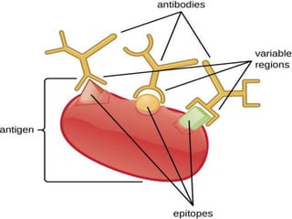 TYPES OF GAMMOPATHIES
MONOCLONAL
GAMMOPATHIES
Involves the overproduction of one
class of immunoglobulin's in
response to inappropriate antigenic
stimulation.
POLYCLONAL
GAMMOPATHIES
Involves the over production of
virtually all classes of
immunoglobulin's in response to
inappropriate antigenic stimulation.
 