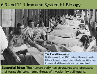 Essential idea: The human body has structures and processes
that resist the continuous threat of invasion by pathogens.
6.3 and 11.1 Immune System HL Biology
The forgotten plague
By the dawn of the 19th century, the most deadly
killer in human history, tuberculosis, had killed one
in seven of all the people who had ever lived.
 