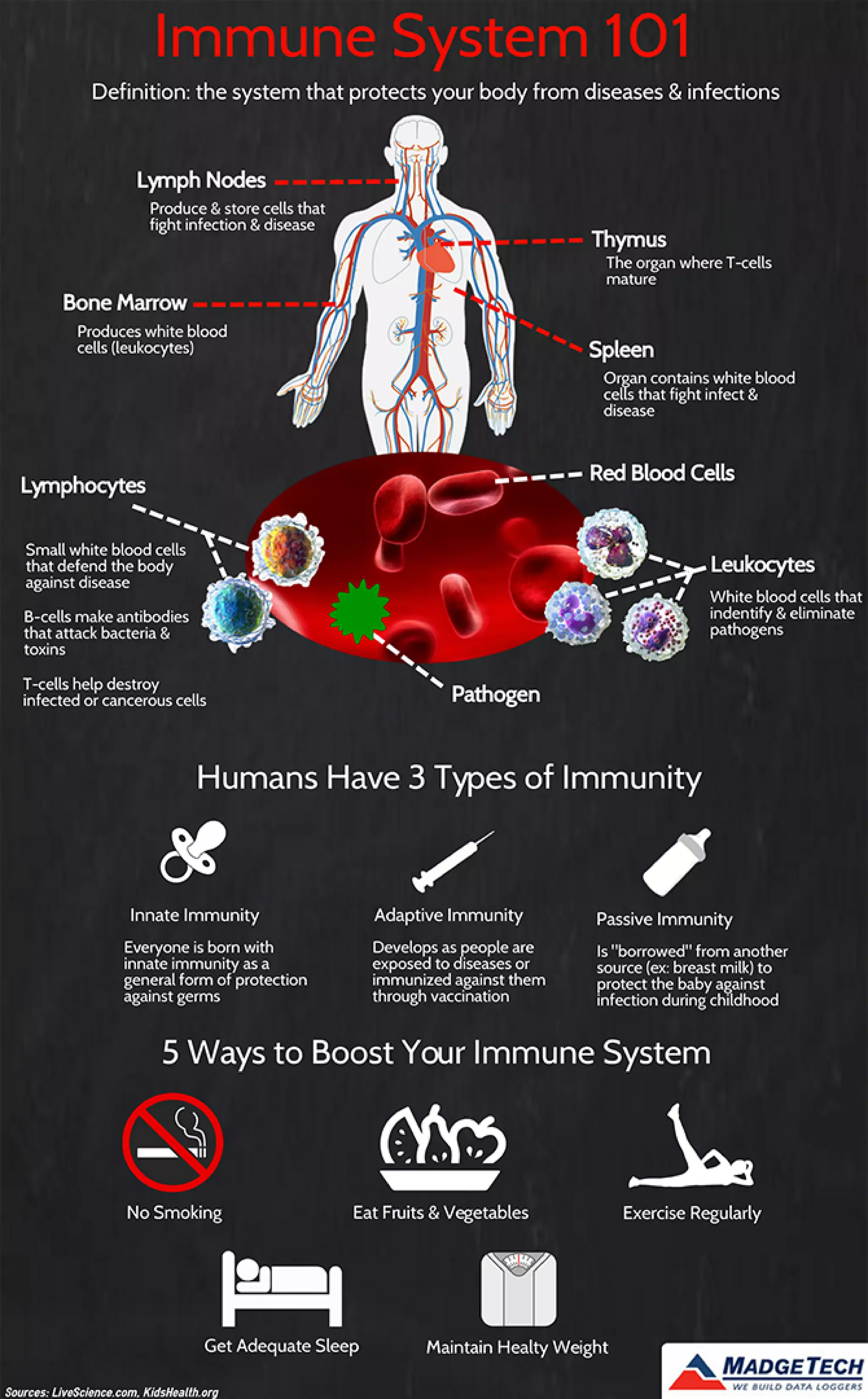 Immune System 101 Infographic | PDF