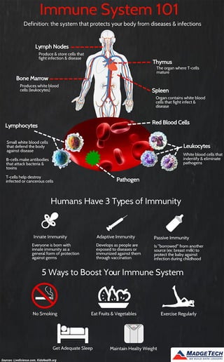 Immune System 101 Infographic