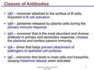 10
§ IgD – monomer attached to the surface of B cells,
important in B cell activation
§ IgM – pentamer released by plasma cells during the
primary immune response
§ IgG – monomer that is the most abundant and diverse
antibody in primary and secondary response; crosses
the placenta and confers passive immunity
§ IgA – dimer that helps prevent attachment of
pathogens to epithelial cell surfaces
§ IgE – monomer that binds to mast cells and basophils,
causing histamine release when activated
Classes of Antibodies
COMPILED BY: PROF.ANWAR BAIG
(AIKTC,SOP)
 