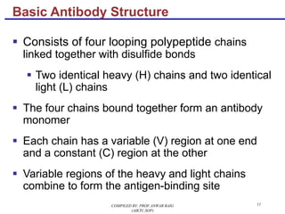 11
§ Consists of four looping polypeptide chains
linked together with disulfide bonds
§ Two identical heavy (H) chains and two identical
light (L) chains
§ The four chains bound together form an antibody
monomer
§ Each chain has a variable (V) region at one end
and a constant (C) region at the other
§ Variable regions of the heavy and light chains
combine to form the antigen-binding site
Basic Antibody Structure
COMPILED BY: PROF.ANWAR BAIG
(AIKTC,SOP)
 