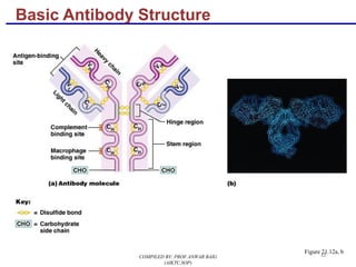 12
Basic Antibody Structure
Figure 21.12a, b
COMPILED BY: PROF.ANWAR BAIG
(AIKTC,SOP)
 