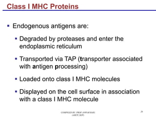 20
§ Endogenous antigens are:
§ Degraded by proteases and enter the
endoplasmic reticulum
§ Transported via TAP (transporter associated
with antigen processing)
§ Loaded onto class I MHC molecules
§ Displayed on the cell surface in association
with a class I MHC molecule
Class I MHC Proteins
COMPILED BY: PROF.ANWAR BAIG
(AIKTC,SOP)
 