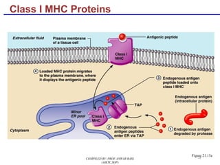 21
Class I MHC Proteins
Figure 21.15a
COMPILED BY: PROF.ANWAR BAIG
(AIKTC,SOP)
 