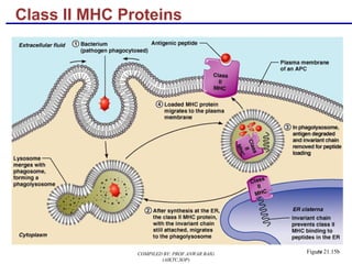 24
Class II MHC Proteins
Figure 21.15bCOMPILED BY: PROF.ANWAR BAIG
(AIKTC,SOP)
 