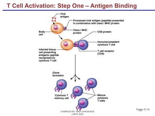 25
T Cell Activation: Step One – Antigen Binding
Figure 21.16
COMPILED BY: PROF.ANWAR BAIG
(AIKTC,SOP)
 