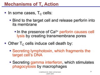 28
§ In some cases, TC cells:
§ Bind to the target cell and release perforin into
its membrane
§ In the presence of Ca2+ perforin causes cell
lysis by creating transmembrane pores
§ Other TC cells induce cell death by:
§ Secreting lymphotoxin, which fragments the
target cell’s DNA
§ Secreting gamma interferon, which stimulates
phagocytosis by macrophages
Mechanisms of Tc Action
COMPILED BY: PROF.ANWAR BAIG
(AIKTC,SOP)
 
