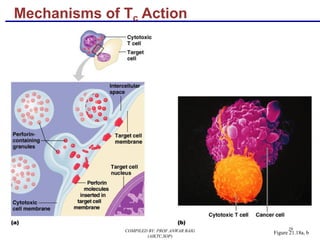 29
Mechanisms of Tc Action
Figure 21.18a, bCOMPILED BY: PROF.ANWAR BAIG
(AIKTC,SOP)
 