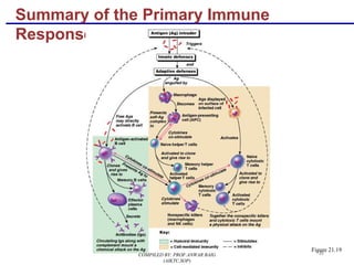31
Summary of the Primary Immune
Response
Figure 21.19
COMPILED BY: PROF.ANWAR BAIG
(AIKTC,SOP)
 