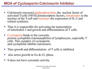 MOA of Cyclosporin:Calcineurin Inhibitor
§ Calcineurin (enzyme),dephosphorylates the nuclear factor of
activated T-cells (NFATc)(transcription factor), translocates to the
nucleus of the T-cell and increases the expression of IL-2 and
related cytokines.
§ Thus it is responsible for activating the transcription
of interleukin 2 and growth and differentiation of T cells.
§ Cyclosporin binds to the cytosolic
protein cyclophilin (immunophilin) of lymphocytes, especially T
cells. This complex of cyclosporin
and cyclophilin inhibits calcineurin.
§ Thus growth and differentiation of T cells is inhibited
§ also arrest growth in Go & G1 phase.
§ It does not have cytostatic activity.
58COMPILED BY: PROF.ANWAR BAIG
(AIKTC,SOP)
 