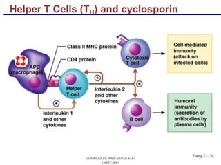 59
Helper T Cells (TH) and cyclosporin
Figure 21.17a
COMPILED BY: PROF.ANWAR BAIG
(AIKTC,SOP)
 