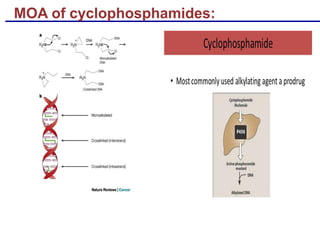MOA of cyclophosphamides:
 