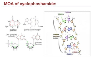 MOA of cyclophoshamide:
 