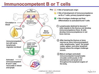 7
Red
bone marrow
1
2
3
Immunocompetent,
but still naive,
lymphocyte
migrates via blood
Mature (antigen-activated)
immunocompetent lymphocytes
circulate continuously in the
bloodstream and lymph and
throughout the lymphoid organs of
the body.
Key: = Site of lymphocyte origin
= Site of development of immunocompetence
as B or T cells; primary lymphoid organs
= Site of antigen challenge and final
differentiation to activated B and T cellsImmature
lymphocytesCirculation in
blood
1
1 Lymphocytes destined to become T
cells migrate to the thymus and develop
immunocompetence there. B cells
develop immunocompetence in red
bone marrow.
Thymus
Bone
marrow
Lymph nodes,
spleen, and
other lymphoid
tissues
2 2 After leaving the thymus or bone
marrow as naive immunocompetent
cells, lymphocytes “seed” the lymph
nodes, spleen, and other lymphoid
tissues where the antigen challenge
occurs.
3 3
Activated
immunocompetent
B and T cells
recirculate in blood
and lymph
Immunocompetent B or T cells
Figure 21.8COMPILED BY: PROF.ANWAR BAIG
(AIKTC,SOP)
 