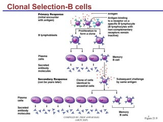 8
Clonal Selection-B cells
Figure 21.9COMPILED BY: PROF.ANWAR BAIG
(AIKTC,SOP)
 