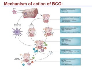 Mechanism of action of BCG:
 