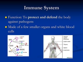Immune System
 Function: To protect and defend the body
against pathogens
 Made of a few smaller organs and white blood
cells
 