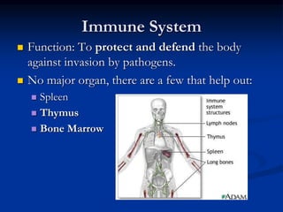 Immune System
 Function: To protect and defend the body
against invasion by pathogens.
 No major organ, there are a few that help out:
 Spleen
 Thymus
 Bone Marrow
 