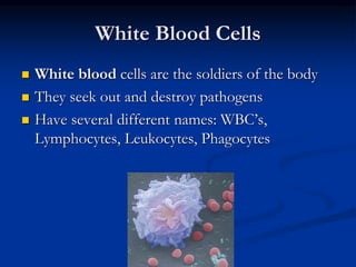 White Blood Cells
 White blood cells are the soldiers of the body
 They seek out and destroy pathogens
 Have several different names: WBC’s,
Lymphocytes, Leukocytes, Phagocytes
 