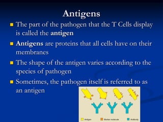 Antigens
 The part of the pathogen that the T Cells display
is called the antigen
 Antigens are proteins that all cells have on their
membranes
 The shape of the antigen varies according to the
species of pathogen
 Sometimes, the pathogen itself is referred to as
an antigen
 