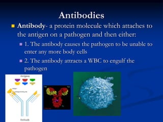 Antibodies
 Antibody- a protein molecule which attaches to
the antigen on a pathogen and then either:
 1. The antibody causes the pathogen to be unable to
enter any more body cells
 2. The antibody attracts a WBC to engulf the
pathogen
 