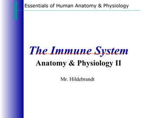 Essentials of Human Anatomy & Physiology




 The Immune System
    Anatomy & Physiology II
             Mr. Hildebrandt
 
