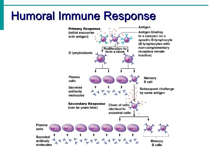 Immune System notes