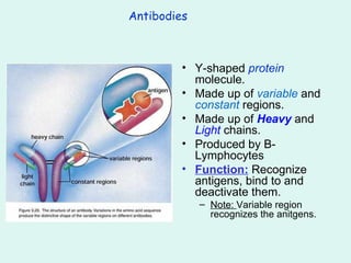 Antibodies Y-shaped  protein  molecule. Made up of  variable  and  constant  regions. Made up of  Heavy  and  Light  chains. Produced by B-Lymphocytes Function:  Recognize antigens, bind to and deactivate them. Note:  Variable region recognizes the anitgens. 