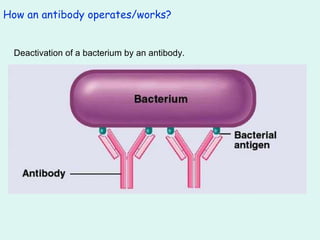 How an antibody operates/works? Deactivation of a bacterium by an antibody. 