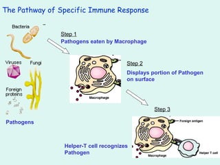 The Pathway of Specific Immune Response Pathogens Pathogens eaten by Macrophage Displays portion of Pathogen on surface Helper-T cell recognizes Pathogen   Step 1 Step 2 Step 3 