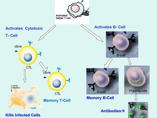 Activates B- Cell Activates  Cytotoxic  T- Cell Memory B-Cell Memory T-Cell Kills Infected Cells Antibodies  