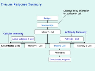 Immune Response Summary Displays copy of antigen on surface of cell Cellular Immunity Antibody Immunity Antigen Macrophage Helper T - Cell Active Cytotoxic T-Cell Active B  - Cell Kills Infected Cells Memory T- Cell Plasma Cell Memory B-Cell Antibodies Deactivates Antigens 