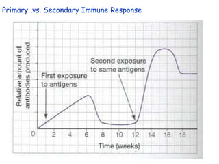 Primary .vs. Secondary Immune Response 