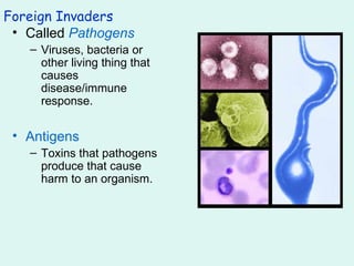 Foreign Invaders Called  Pathogens Viruses, bacteria or other living thing that causes disease/immune response. Antigens Toxins that pathogens produce that cause harm to an organism. 