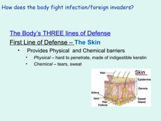 How does the body fight infection/foreign invaders? The Body’s THREE lines of Defense First Line of Defense –  The Skin Provides Physical  and Chemical barriers Physical  – hard to penetrate, made of indigestible keratin Chemical  – tears, sweat  