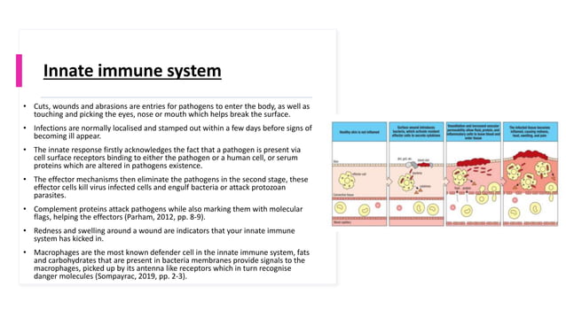 Immune system powerpoint | PPT