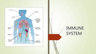 Immune system slides | PPTX