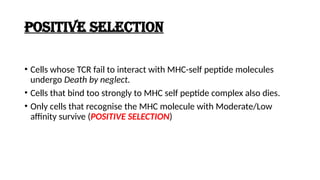 POSITIVE SELECTION
• Cells whose TCR fail to interact with MHC-self peptide molecules
undergo Death by neglect.
• Cells that bind too strongly to MHC self peptide complex also dies.
• Only cells that recognise the MHC molecule with Moderate/Low
affinity survive (POSITIVE SELECTION)
 