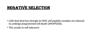 NEGATIVE SELECTION
• Cells that bind too strongly to MHC self peptide complex are induced
to undergo programmed cell death (APOPTOSIS).
• This results in self tolerance
 