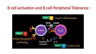 B cell activation and B cell Peripheral Tolerance :
 