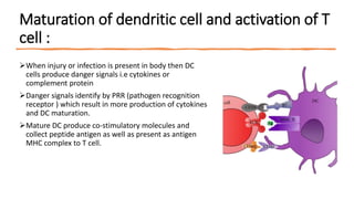 Maturation of dendritic cell and activation of T
cell :
When injury or infection is present in body then DC
cells produce danger signals i.e cytokines or
complement protein
Danger signals identify by PRR (pathogen recognition
receptor ) which result in more production of cytokines
and DC maturation.
Mature DC produce co-stimulatory molecules and
collect peptide antigen as well as present as antigen
MHC complex to T cell.
 