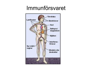 Immunförsvaret
 
