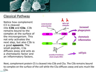 Notice how complement
C3 is cleaved
into C3b and C3a. C3b
remains bound to the
complex at the surface of
the microorganism. This
not only activates the
next step, but also C3b is
a good opsonin. The
small peptide, C3a
diffuses away and acts as
a chemotactic factor and
an inflammatory factors.
Next, complement protein C5 is cleaved into C5b and C5a. The C5b remains bound
to complex on the surface of the cell while the C5a diffuses away and acts much like
C3a.
Classical Pathway
 