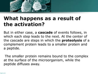What happens as a result of
the activation?
But in either case, a cascade of events follows, in
which each step leads to the next. At the center of
the cascade are steps in which the proteolysis of a
complement protein leads to a smaller protein and
a peptide.
The smaller protein remains bound to the complex
at the surface of the microorganism, while the
peptide diffuses away.
 