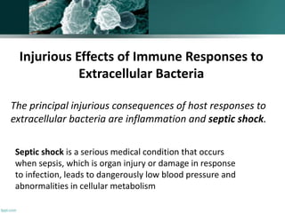 Injurious Effects of Immune Responses to
Extracellular Bacteria
The principal injurious consequences of host responses to
extracellular bacteria are inflammation and septic shock.
Septic shock is a serious medical condition that occurs
when sepsis, which is organ injury or damage in response
to infection, leads to dangerously low blood pressure and
abnormalities in cellular metabolism
 