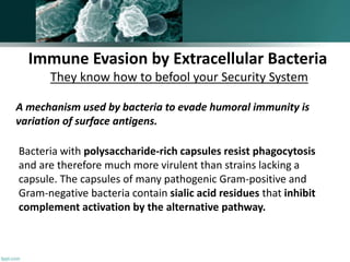 Immune Evasion by Extracellular Bacteria
They know how to befool your Security System
Bacteria with polysaccharide-rich capsules resist phagocytosis
and are therefore much more virulent than strains lacking a
capsule. The capsules of many pathogenic Gram-positive and
Gram-negative bacteria contain sialic acid residues that inhibit
complement activation by the alternative pathway.
A mechanism used by bacteria to evade humoral immunity is
variation of surface antigens.
 