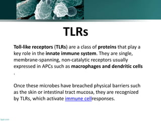 Toll-like receptors (TLRs) are a class of proteins that play a
key role in the innate immune system. They are single,
membrane-spanning, non-catalytic receptors usually
expressed in APCs such as macrophages and dendritic cells
.
Once these microbes have breached physical barriers such
as the skin or intestinal tract mucosa, they are recognized
by TLRs, which activate immune cellresponses.
TLRs
 