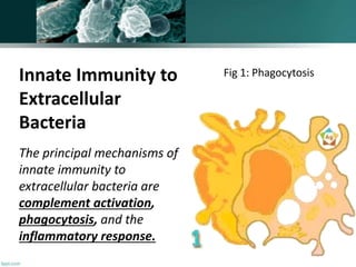 Innate Immunity to
Extracellular
Bacteria
The principal mechanisms of
innate immunity to
extracellular bacteria are
complement activation,
phagocytosis, and the
inflammatory response.
Fig 1: Phagocytosis
 